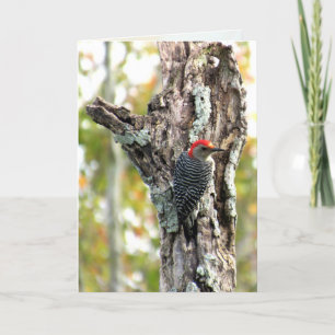 Tarjeta de saludo Red Bellie Woodpecker
