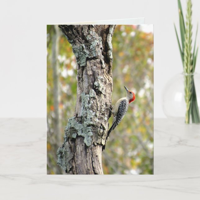 Tarjeta de saludo Red Bellie Woodpecker (Anverso)