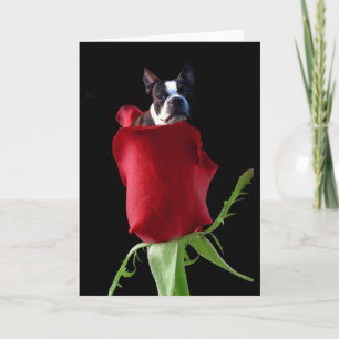 Tarjeta de saludo Red rose Boston Terrier