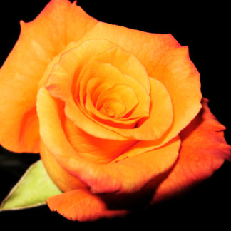 Tarjeta de saludo Rosa Naranja brillante