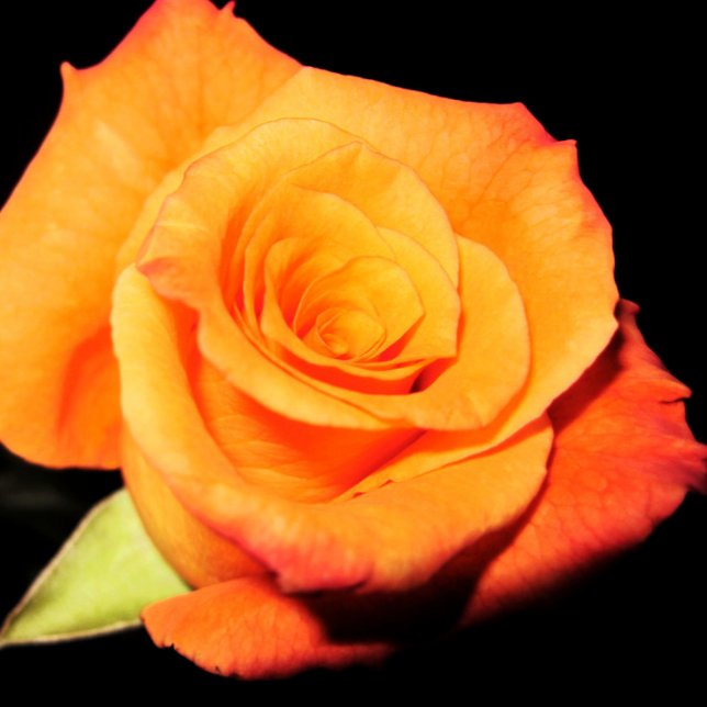 Tarjeta de saludo Rosa Naranja brillante (Subido por el creador)