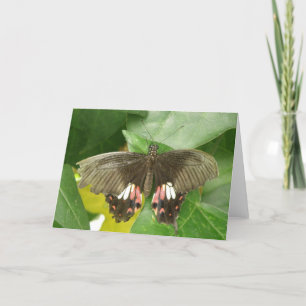Tarjeta de saludo Scarlet Swallowtail Butterfly