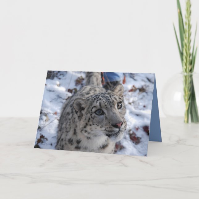 Tarjeta de saludo Snow Leopard Blank (Anverso)