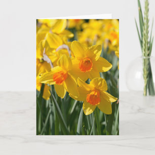 Tarjeta de saludo Spring Daffodils