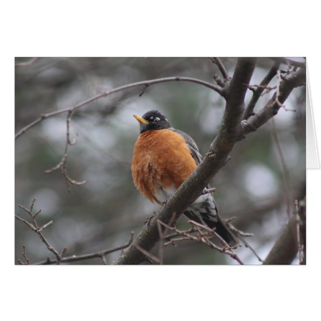 Tarjeta de saludo Spring Robin (Anverso (Horizontal))