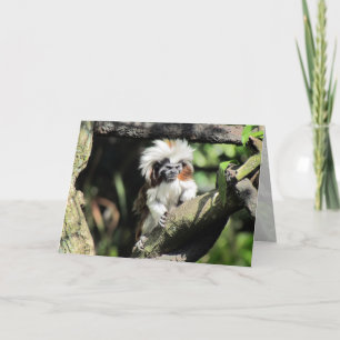 Tarjeta de saludo Tamarin de Cottontop