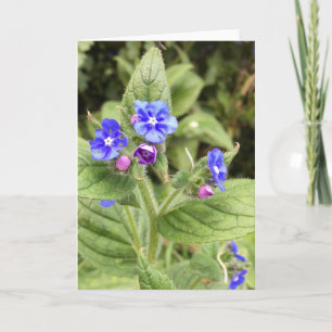 Tarjeta de saludo, tarjeta de nota, floral, tarjet