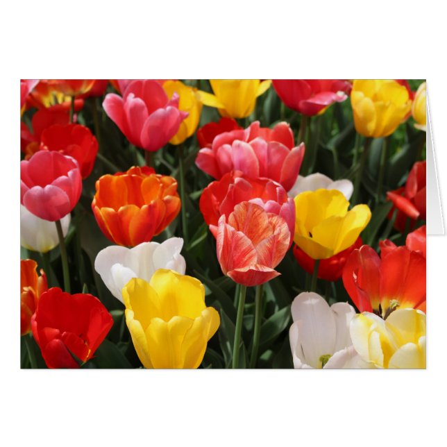 Tarjeta de saludo Tulips (Anverso (Horizontal))