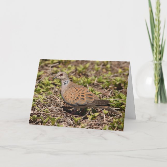 Tarjeta de saludo Turtle Dove (Anverso)