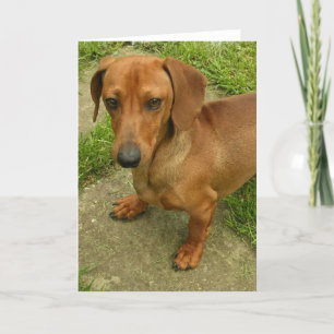 Tarjeta de saludo vertical Daschund