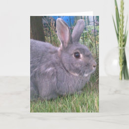 Tarjeta de saludos de conejo gris. Variedad de oca