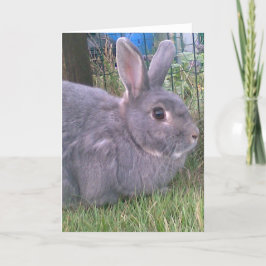 Tarjeta de saludos de conejo gris. Variedad de oca
