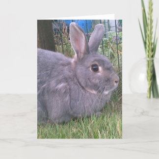 Tarjeta de saludos de conejo gris. Variedad de oca