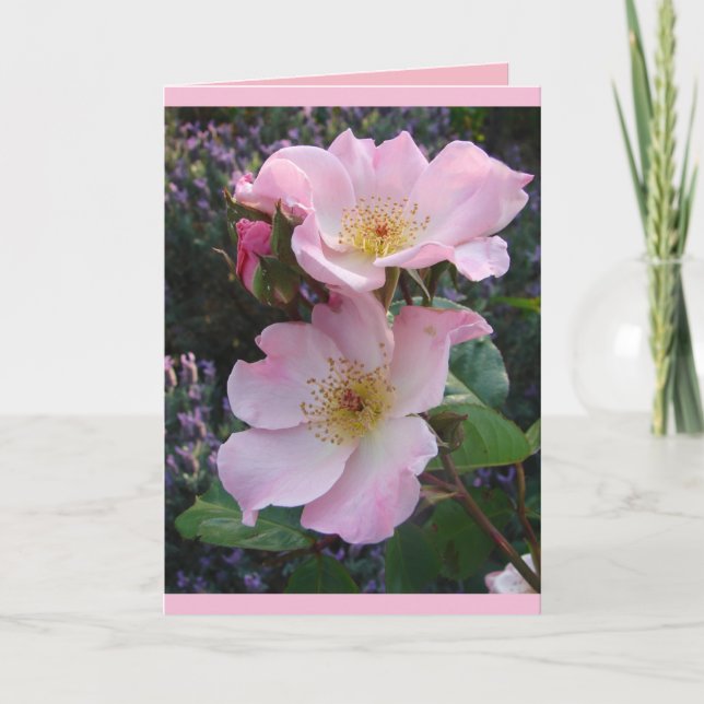 Tarjeta de saludos de Rosa de esparrieshoop rosa c (Anverso)