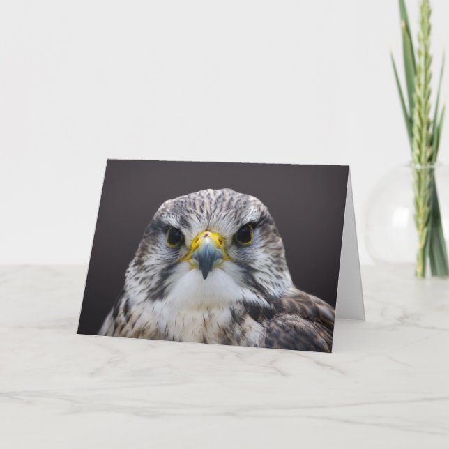Tarjeta de saludos de Saker Falcon, en blanco dent (Anverso)