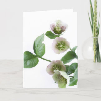 Tarjeta de saludos en blanco Hellebore