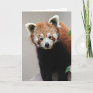 Tarjeta de saludos personalizables de Panda Rojo