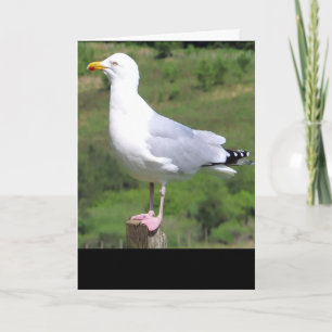 Tarjeta de salutación de gaviota en pie – Gaviota