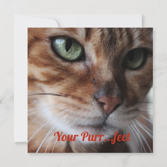 Tarjeta de San Valentín de Bengala Cat Fotografía (Anverso)