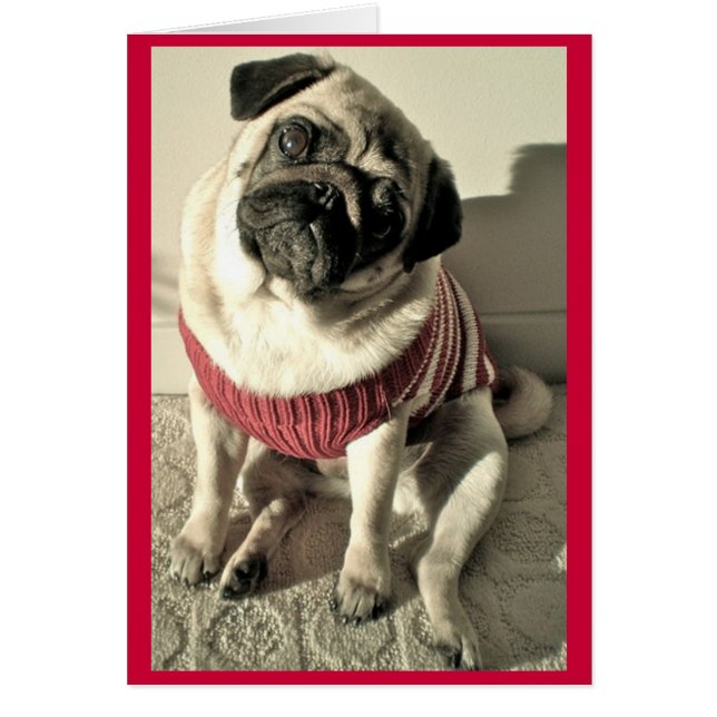 Tarjeta de San Valentín de Pug humorística (Frente)