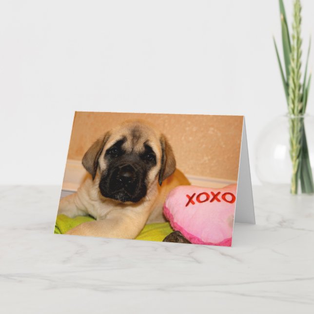Tarjeta de San Valentín Mastiff (Anverso)