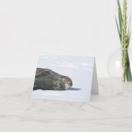 Tarjeta de sello Weddell