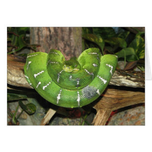 Tarjeta de serpiente de árbol de esmeralda