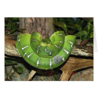 Tarjeta de serpiente de árbol de esmeralda