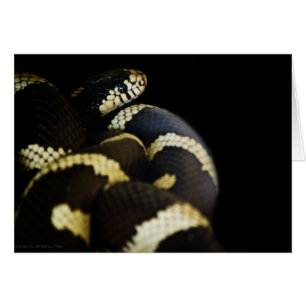 Tarjeta de serpiente King de California