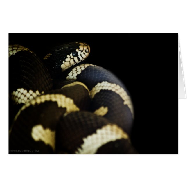 Tarjeta de serpiente King de California (Anverso (Horizontal))