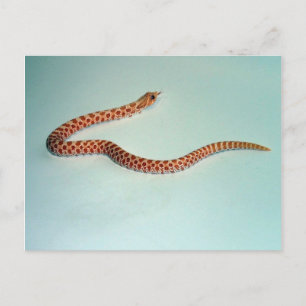 Tarjeta de serpiente para bebé Albino Hognose
