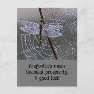 Tarjeta de significación Dragonfly Dragonflies