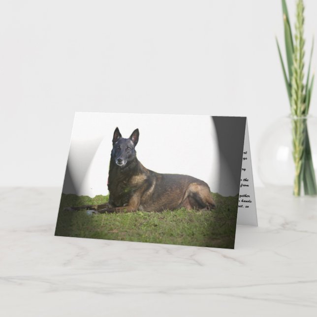 Tarjeta de simpatía belga malinois (Anverso)