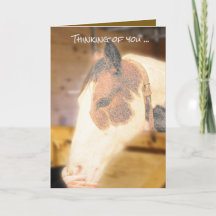 Tarjeta de simpatía (caballo)