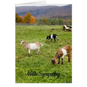 Tarjeta de simpatía de las cabras de Vermont
