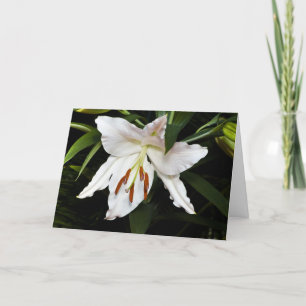 Tarjeta de simpatía de Lirio Blanco
