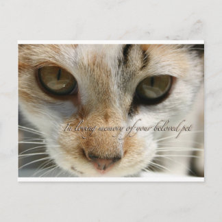 tarjeta de simpatía del gato