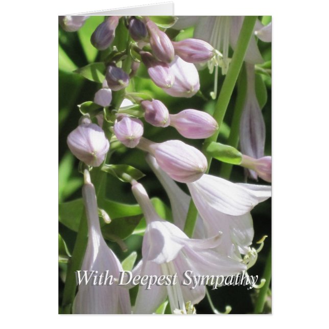 Tarjeta de simpatía del grupo de plantillas pacífi (Frente)