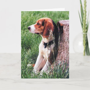 Tarjeta de simpatía por pérdida de Beagle
