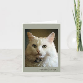 Tarjeta de simpatía por pérdida de gato