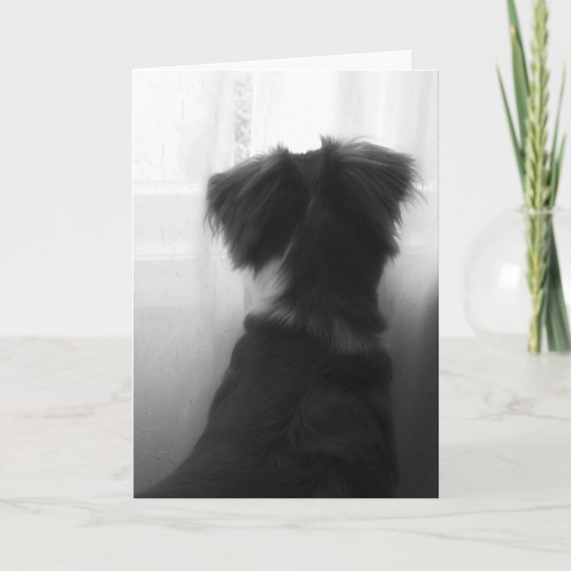 Tarjeta de simpatía por pérdida de perro (Anverso)