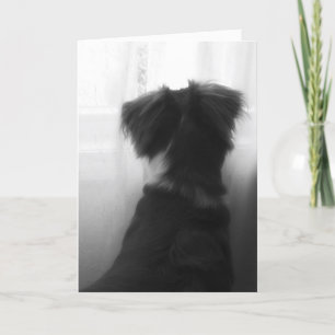 Tarjeta de simpatía por pérdida de perro