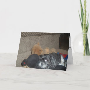 Tarjeta de simpatía Shih Tzu