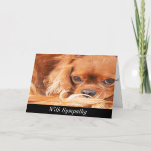 Tarjeta de simpatía Sweet Cavalier King Charles Sp