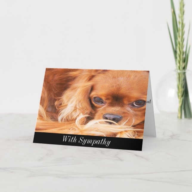 Tarjeta de simpatía Sweet Cavalier King Charles Sp (Anverso)