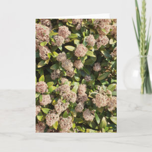 Tarjeta de Skimmia Japonica en el parque