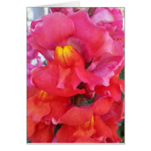 Tarjeta de Snapdragon (espacio en blanco dentro)