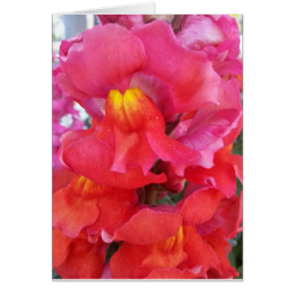 Tarjeta de Snapdragon (espacio en blanco dentro)