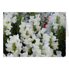 Tarjeta de Snapdragons blancas
