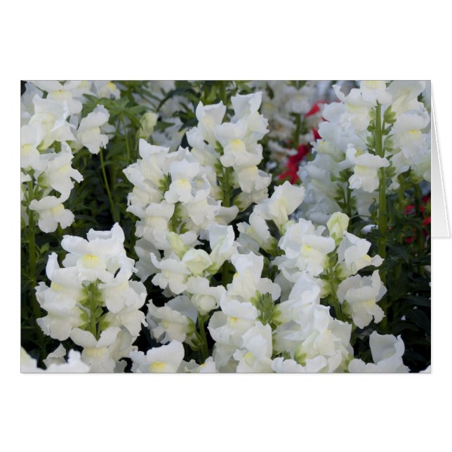 Tarjeta de Snapdragons blancas (Anverso (Horizontal))